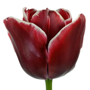 Tulipan Armani Rojo Blanco