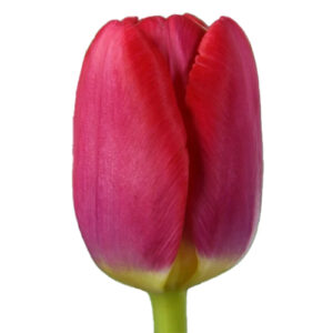 Tulipan Lipstick Fuxia