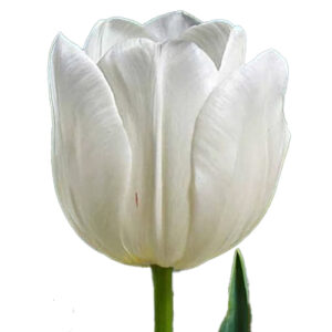 Tulipan-Silver-Dollar-Blanco