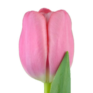 Tulipan Tresor Rosa