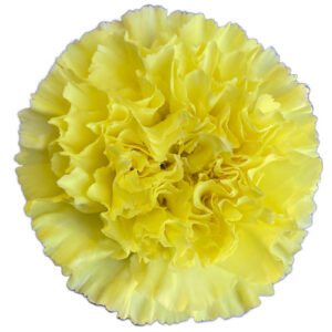 Clavel Fancy Amarillo