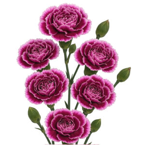 Clavel Mini Morado España