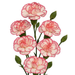 Clavel Mini Rosa Blanco