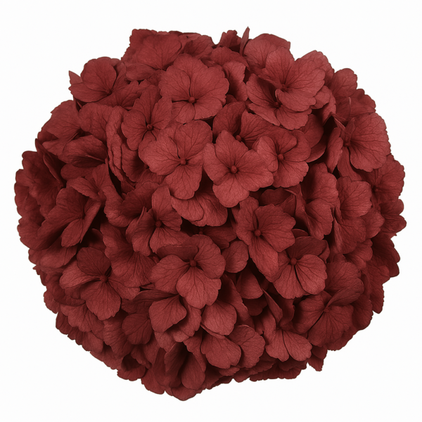 Hortensia Jumbo Burdeos