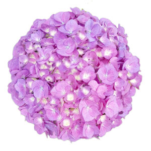 Hortensia Rosa Jumbo