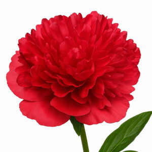 Peonia Command Perfomance