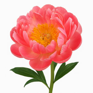 Peonia Pink Hawaiian coral