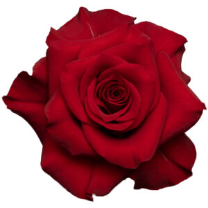 Rosa Mamma Mia