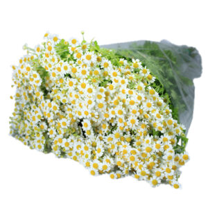 Tanacetum Blanco
