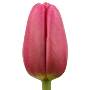 Tulipan Ace Pink