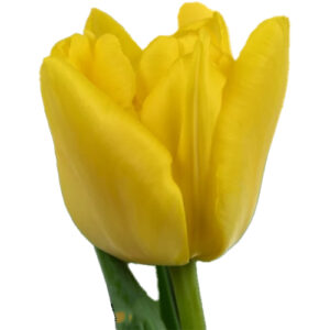 Tulipan Cadenza