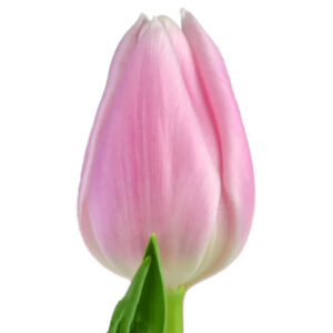 Tulipan Gabriella Rosa