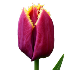 Tulipan Mercure Rojo