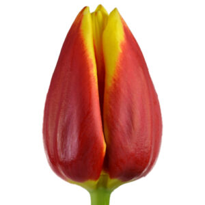 Tulipan Russia